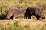 TANZANIA - Serengeti National Park - Ippopotami - 2